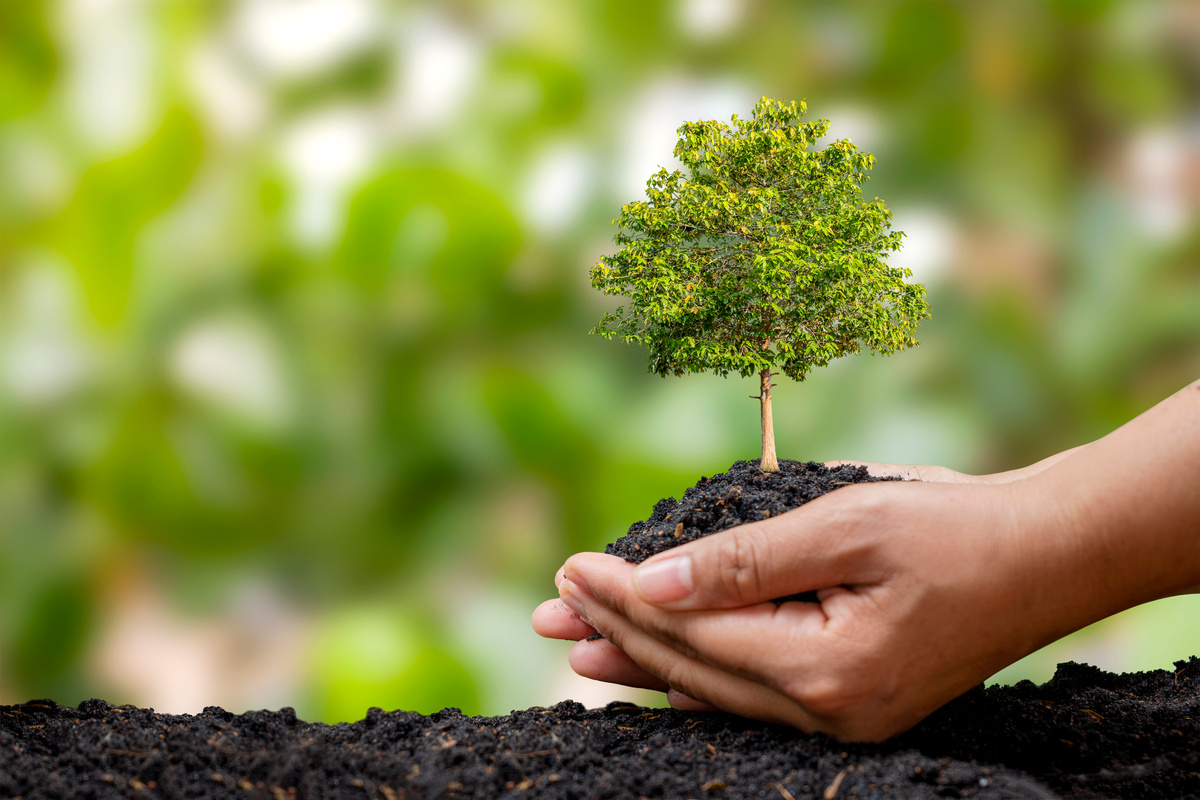 Farmer's hands planting saplings on the ground and green background blur with afforestation and social afforestation concept.